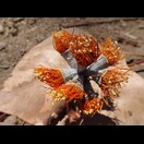 Blüten; wahrscheinlich einer Eukalyptusart